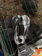 Vlaamse reusjes, Dieren en Toebehoren, Konijnen