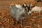Dwerggeit met 2 lammetjes, Dieren en Toebehoren, Vrouwelijk, Geit, 0 tot 2 jaar