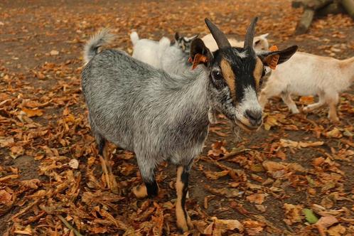 Dwerggeit met 2 lammetjes, Dieren en Toebehoren, Schapen, Geiten en Varkens, Geit, Vrouwelijk, 0 tot 2 jaar