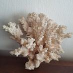 Vintage echt wit koraal.  decoratief exemplaar    ca 1970s, Verzamelen, Ophalen of Verzenden