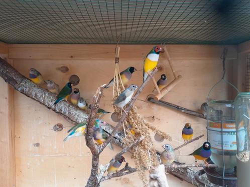 Gouldamadine te koop, Dieren en Toebehoren, Vogels | Overige Vogels