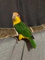 Handtamme roestkop caique met kooi, Dieren en Toebehoren, Vogels | Parkieten en Papegaaien, Papegaai, Pratend