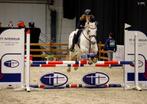 Lieve allround D-pony, B, Springpony, 11 jaar of ouder, D pony (1.37m tot 1.48m)