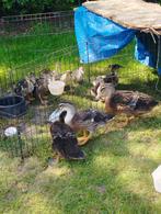 Rouen eenden jong 2025, Meerdere dieren, Eend