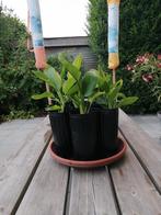 Strelitzia Regina, Tuin en Terras, Ophalen
