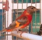 Je cherche un couple de vénézuela pastel