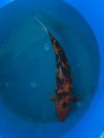 Japanse koi 40+, Karper of Koi