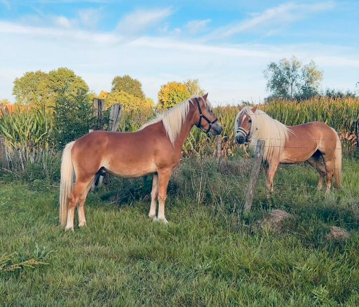 Haflinger hengst, Dieren en Toebehoren, Paarden, Hengst, M