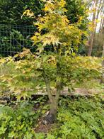 Japanse esdoorn pré bonsai, Tuin en Terras, Ophalen