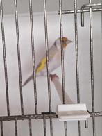 Major putter pop, Dieren en Toebehoren, Vogels | Overige Vogels, Vrouwelijk, Wildzangvogel, Geringd