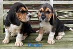 Beagle pups, België, Beagle, Reu, CDV (hondenziekte)