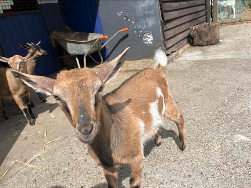 Grote geitenlammeren: 2 bokjes, 1 mieke, Dieren en Toebehoren, Schapen, Geiten en Varkens, Geit, Meerdere dieren, 0 tot 2 jaar