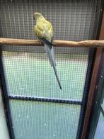 Halsbandparkiet, Dieren en Toebehoren, Vogels | Parkieten en Papegaaien, Vrouwelijk, Parkiet, Geringd