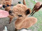 Alpaca hengst je van 2024 handtam!, Dieren en Toebehoren, Juni, Mannelijk