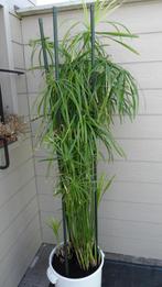 kamerplanten cyperus papyrus, Huis en Inrichting, Kamerplanten, Ophalen, 100 tot 150 cm, Groenteplant, Volle zon