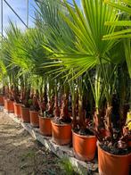 Sublimes palmiers washingtonia robusta multi troncs pot 15l, Tuin en Terras, Ophalen of Verzenden