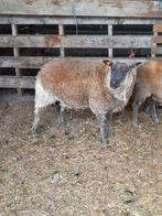 Schapen ram blue du maine 200 €, Animaux & Accessoires, Moutons, Chèvres & Cochons, Mâle, Mouton, 0 à 2 ans