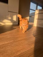 Maine coon met stamboom, Dieren en Toebehoren, Kater, Gechipt, 6 jaar of ouder