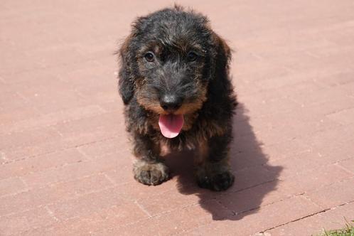 Prachtige ruwharige dwerg teckel pups (ruwhaar dwerg), Dieren en Toebehoren, Honden | Teckels en Dashonden, Meerdere dieren, Ruwhaar