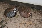 Koppels montezuma kwartels te koop, Dieren en Toebehoren, Meerdere dieren