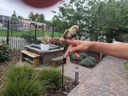 Muisparkiet, Dieren en Toebehoren, Vogels | Parkieten en Papegaaien, Parkiet, Vrouwelijk, Tam, Geringd