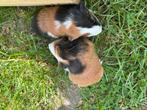 2 jonge cavia broertjes, Dieren en Toebehoren, Juli, Cavia