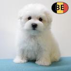 Maltezer - zachte Belgisch pups te koop, België, Maltezer, Handelaar, CDV (hondenziekte)