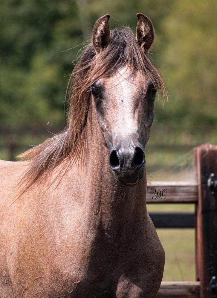 Arabisch volbloed hengstje, Dieren en Toebehoren, Pony's, Hengst, Niet van toepassing, 0 tot 2 jaar, Met stamboom, Gechipt, Ontwormd