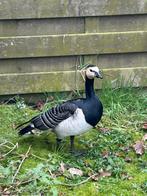 Brandgans, Dieren en Toebehoren, Pluimvee