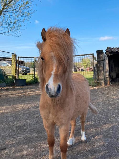 Red dun NMPRS hengstje, Dieren en Toebehoren, Pony's