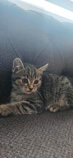 Kitten te koop, Kater, Met stamboom, 0 tot 2 jaar