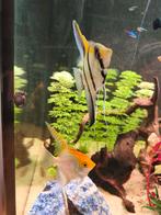 Maanvissen te koop, Dieren en Toebehoren, Vissen | Aquariumvissen