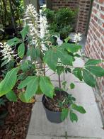 Struikkastanje-Aesculus parviflora-potgekweekt 60/80 C12, Ophalen, Overige soorten, Struik, 100 tot 250 cm