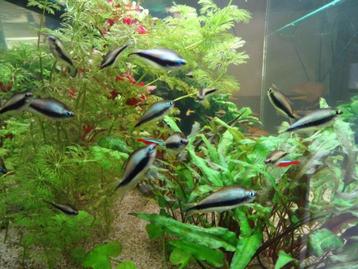 Nematobrycon palmeri - Tetra empereur beschikbaar voor biedingen