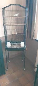 Grande cage à canari en parfait état plus deux canari, Animaux & Accessoires, Enlèvement, Comme neuf, Cage à oiseaux