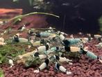 shadow mosura, Kreeft, Krab of Garnaal, Zoetwatervis, Schoolvis