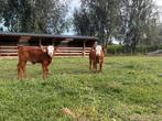 Mini hereford x dexter, Dieren en Toebehoren, Meerdere dieren, 0 tot 2 jaar