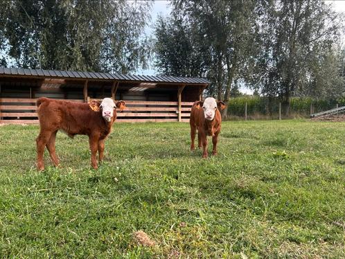 Mini hereford x dexter, Dieren en Toebehoren, Runderen, Meerdere dieren, 0 tot 2 jaar
