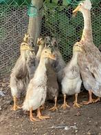 Indische loopeenden, Dieren en Toebehoren, Pluimvee, Geslacht onbekend, Eend