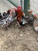 Broedeieren Doornikse kriel, Dieren en Toebehoren, Pluimvee, Kip