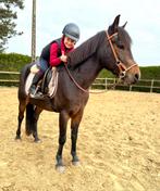 Super brave D pony met wedstrijdervaring, Dieren en Toebehoren, Ruin, B