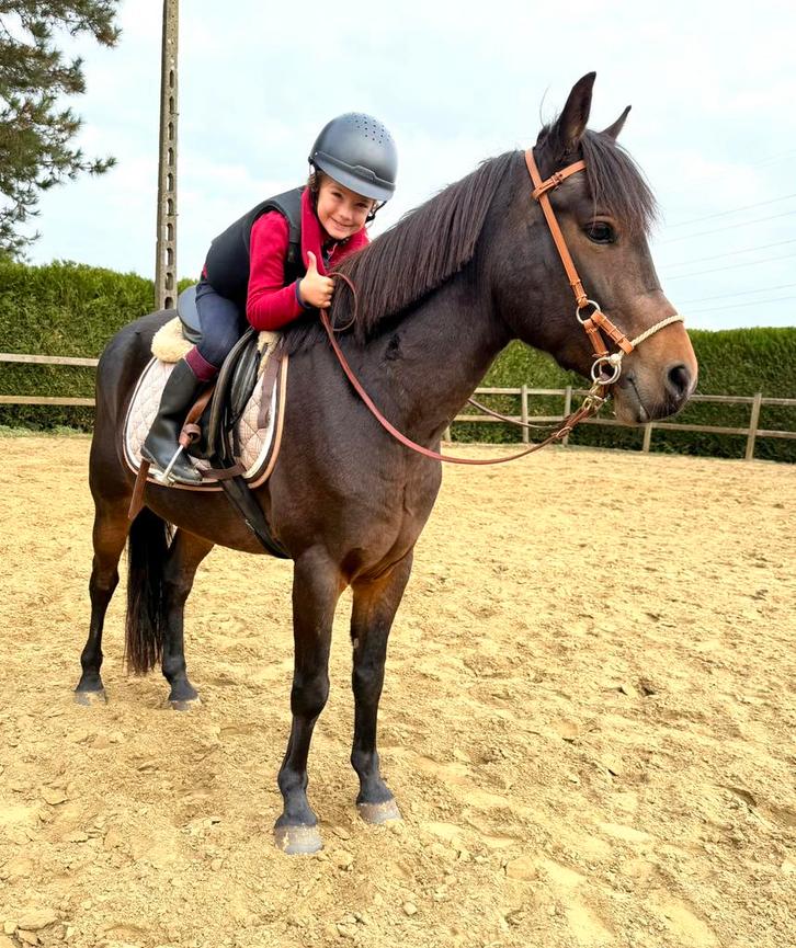 Super brave D pony met wedstrijdervaring, Dieren en Toebehoren, Pony's, Ruin, B