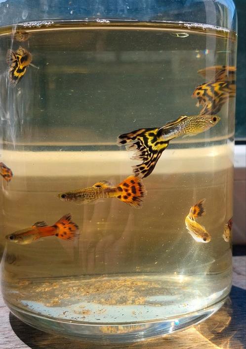 Guppy cobra/mosaic mannetjes, Dieren en Toebehoren, Vissen | Aquariumvissen