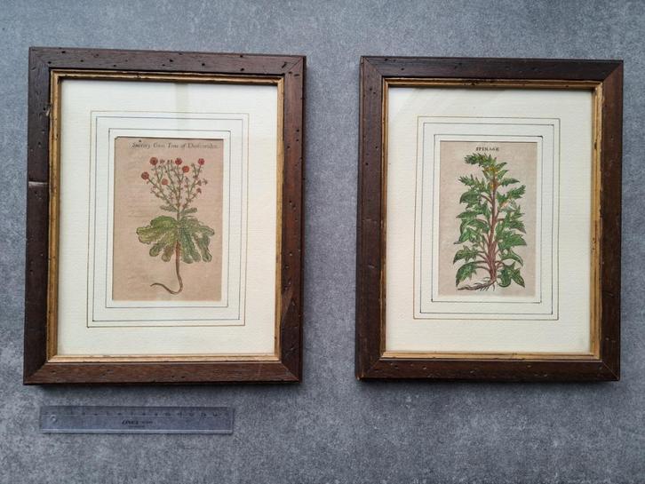 2 zeer oude xilografieën Mattioli, Antiek en Kunst, Kunst | Etsen en Gravures, Ophalen