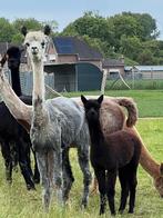 Grijze alpaca merrie met merrie veulen, Vrouwelijk