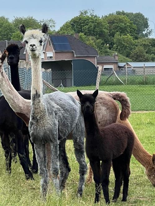 Grijze alpaca merrie met merrie veulen, Dieren en Toebehoren, Overige Dieren, Vrouwelijk