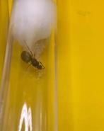 Lasius Niger mieren koningin met 10-20 werksters, Mieren