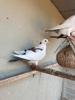 Jonge duiven, Dieren en Toebehoren, Meerdere dieren, Postduif