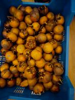 Mispel/ muşmula, Ophalen