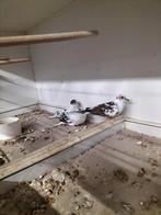 4 bonte diamant duifjes,100€ voor alle 4 samen, Dieren en Toebehoren